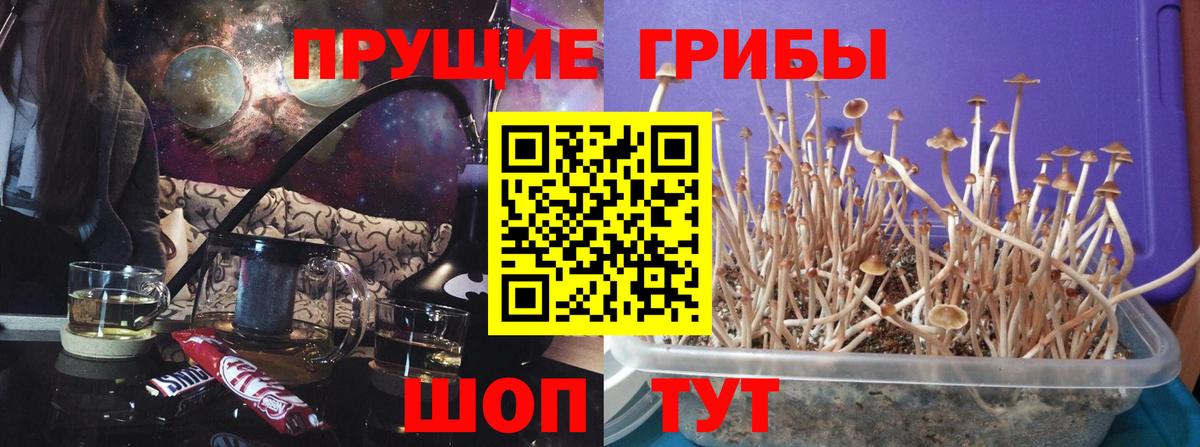 Галлюциногенные грибы MAGIC MUSHROOMS Пугачёв